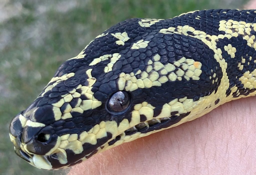 Jungle (M.s.cheynei) - Tierra de Morelia