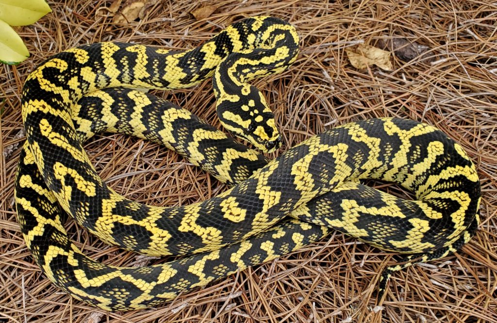 Jungle (M.s.cheynei) - Tierra de Morelia