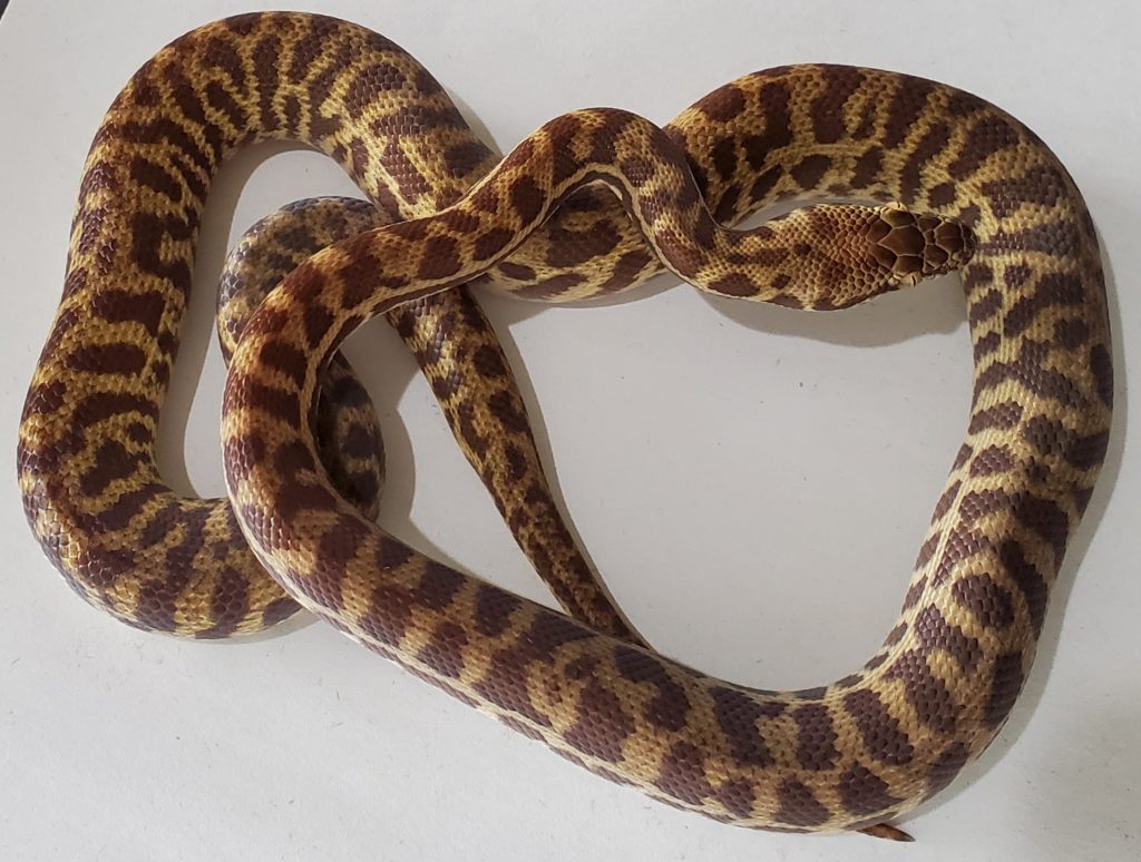 Stimson’s Python - Tierra de Morelia