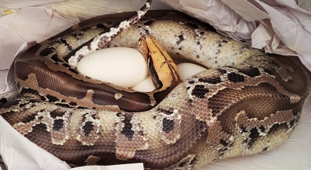 Sumatran Short-tail Python - Tierra de Morelia