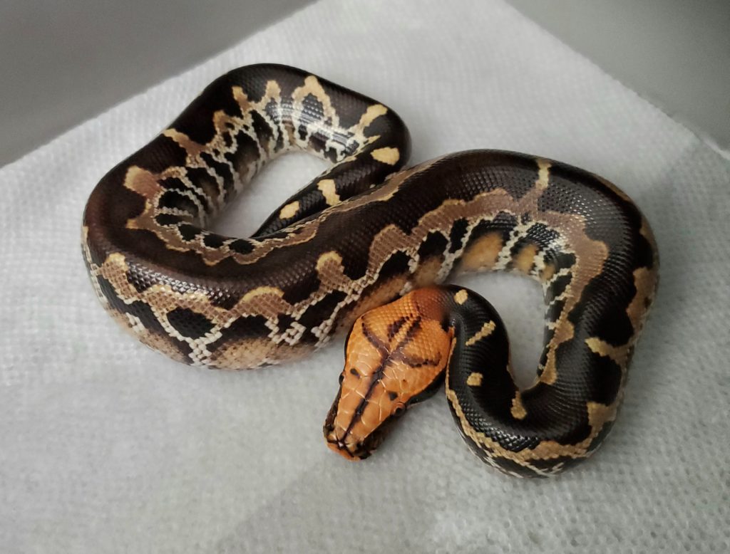 Sumatran Short-tail Python - Tierra de Morelia