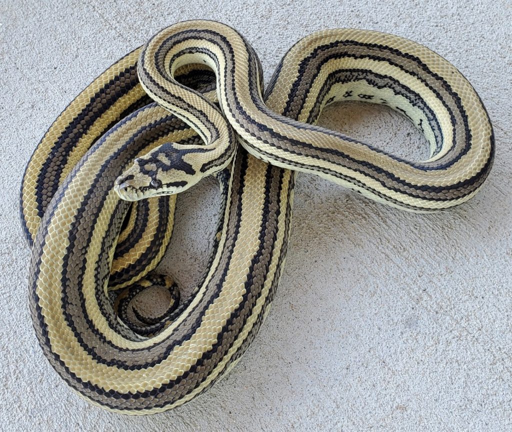 Northern Coastal (M.s.cheynei) - Tierra de Morelia