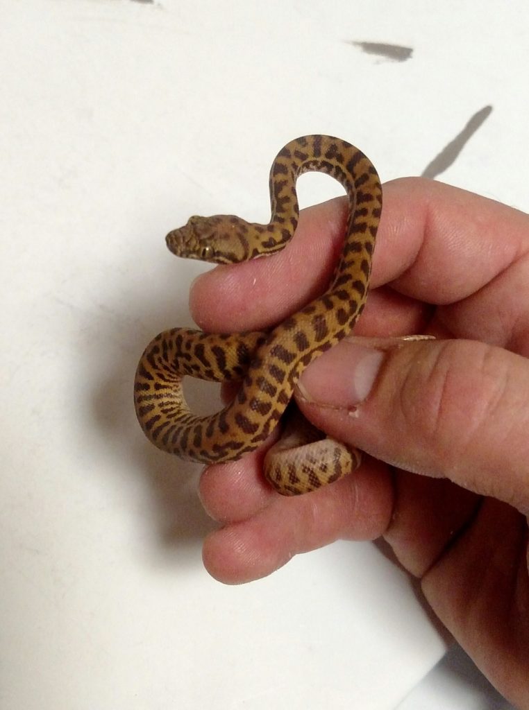 Stimson’s Python - Tierra de Morelia